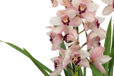 Cymbidium Summer Love 'Dwarf Pink' Variety Thumbnail2.jpg